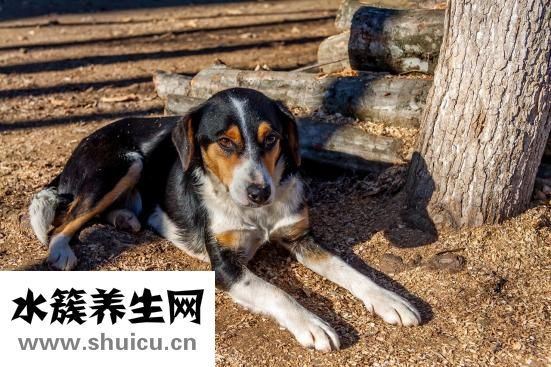 狗狗犬温怎么自救