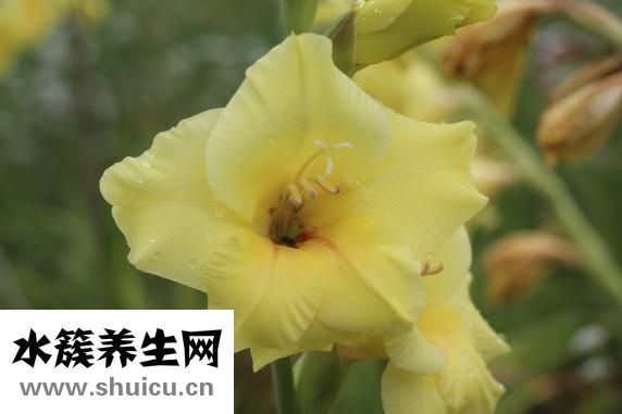 眉毛修坏了怎么补救