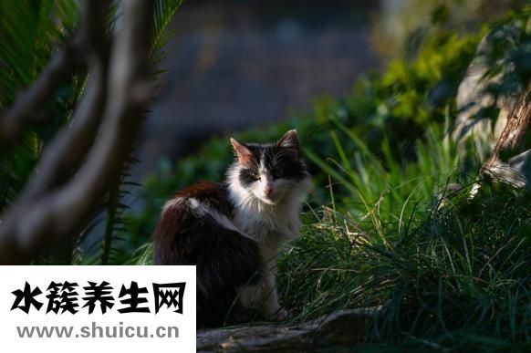 晃头头疼怎么回事