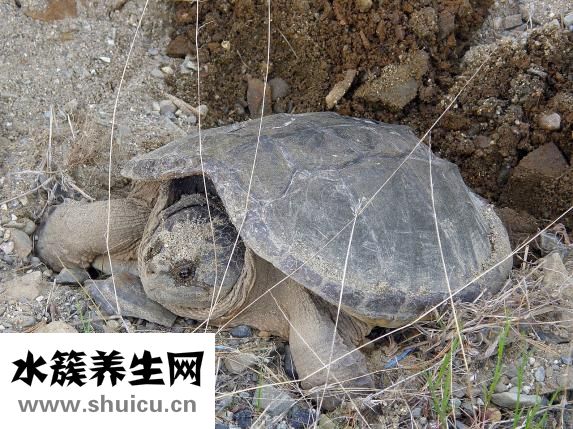 大鳄龟怎么繁殖