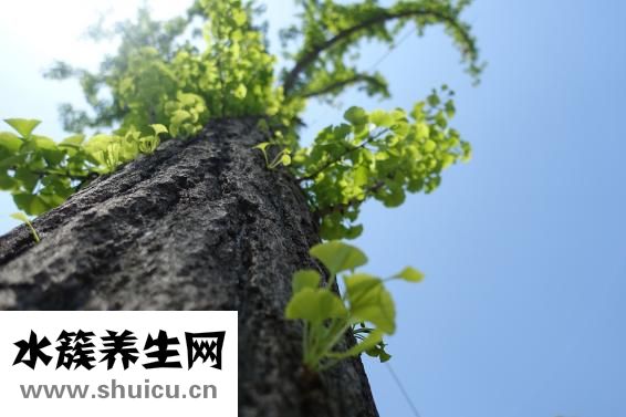 白果内皮怎么去掉