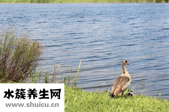 婴儿汗毛怎么除