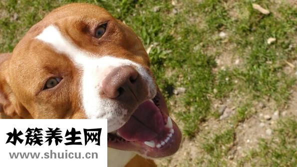 狗狗犬温怎么自救