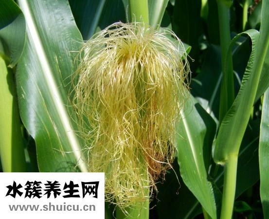肠子干便秘怎么办