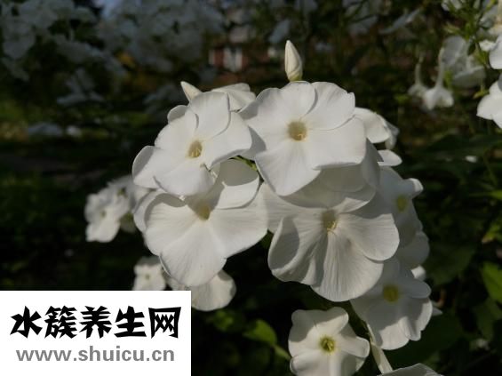 石蒜花怎么种