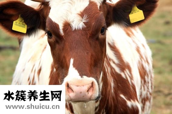 牛肉滑粉怎么做会嫩