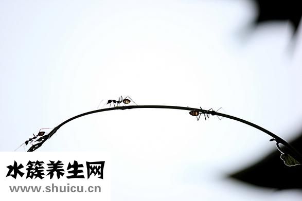 芹菜发黄是怎么回事