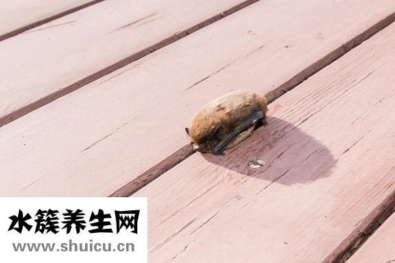 脊椎疼恶心怎么治疗