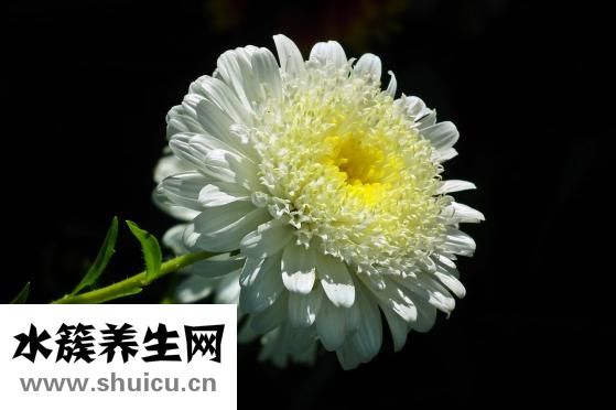 石蒜花怎么种