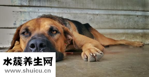 泰迪癣菌怎么办