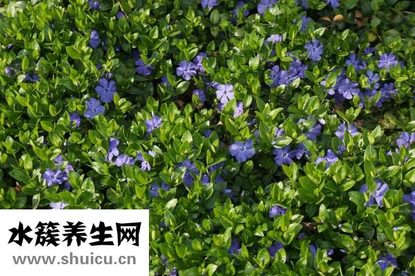 地被菊盆栽怎么种