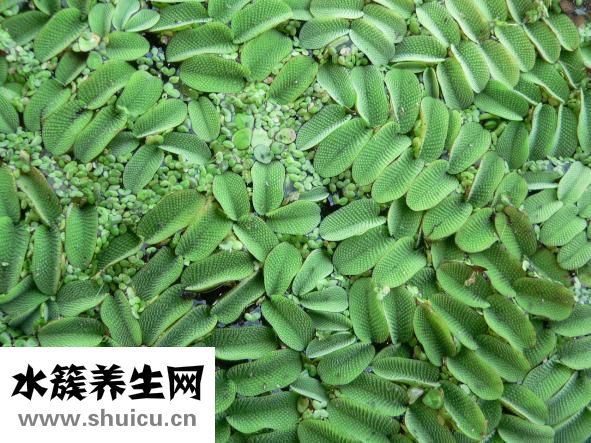 大猪生病了怎么办