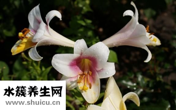 醋泡鸡蛋怎么美容