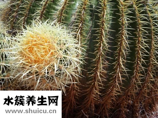 大猪生病了怎么办