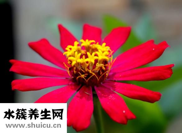 珠光粉怎么泡脚