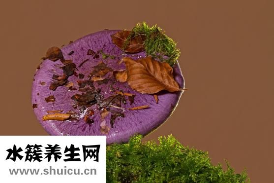 球芽甘蓝怎么吃