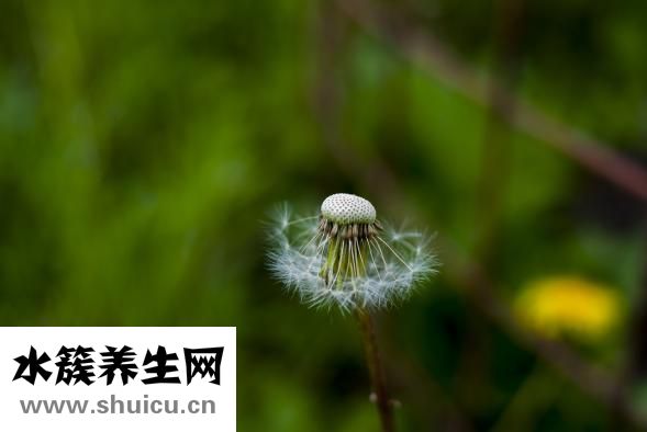 标婷湿粉怎么用
