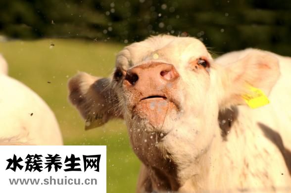 牛肉滑粉怎么做会嫩