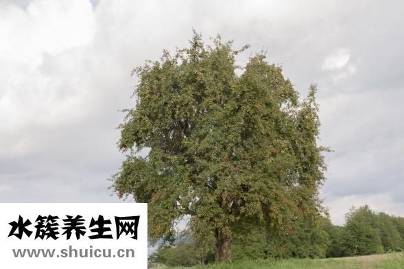 果树里面烂了怎么办