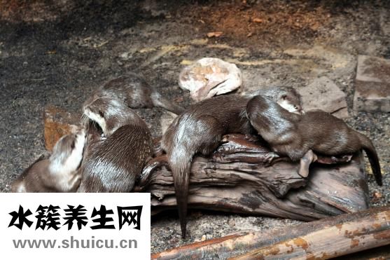 水獭皮衣裂缝怎么办