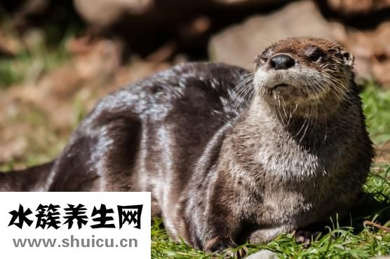 水獭皮衣裂缝怎么办