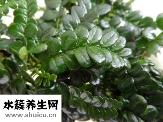 毛丹果怎么吃
