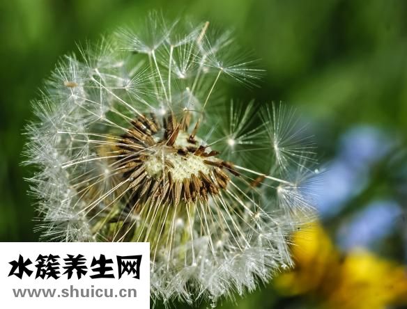 标婷湿粉怎么用