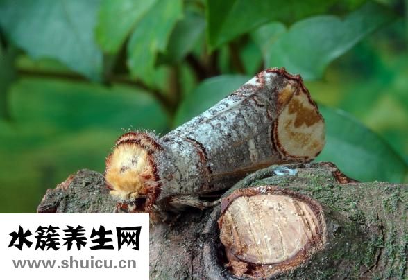 蚱蜢怎么编