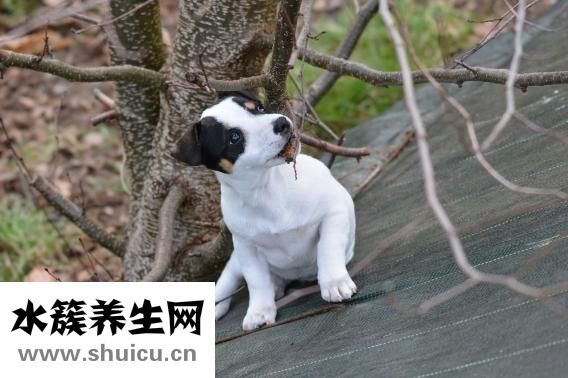 狗狗皮下出血怎么办