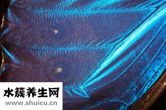 眼睛流脓是怎么回事