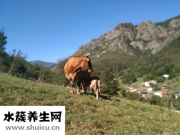 牛肉滑粉怎么做会嫩