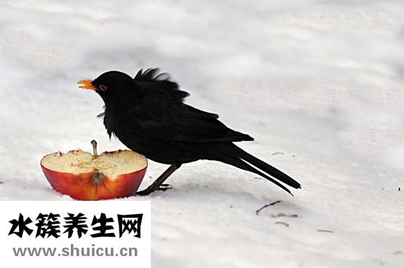 肥鱼怎么做汤