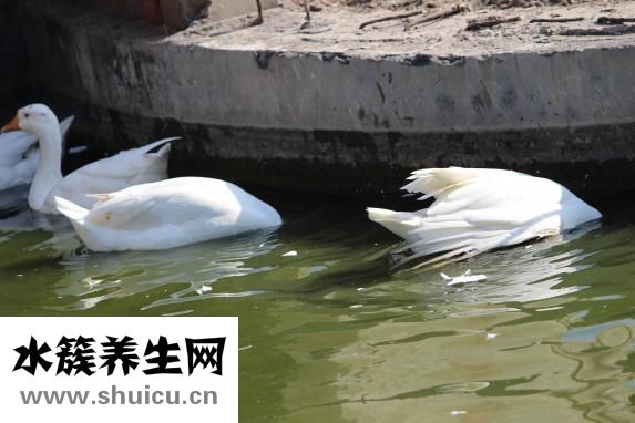 怎么从前往后擦屁股