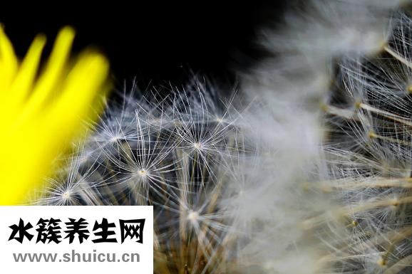 标婷湿粉怎么用