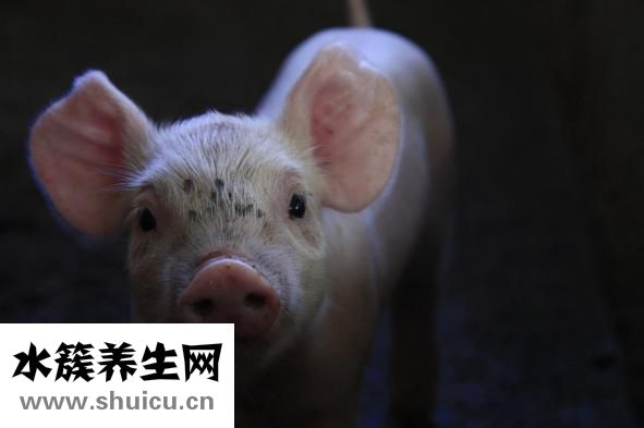 小猪重感冒怎么治