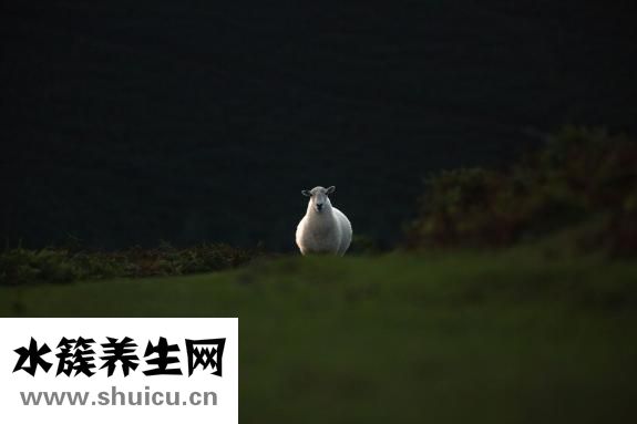 缺锌该怎么补