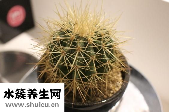 拟鳄龟怎么长得快