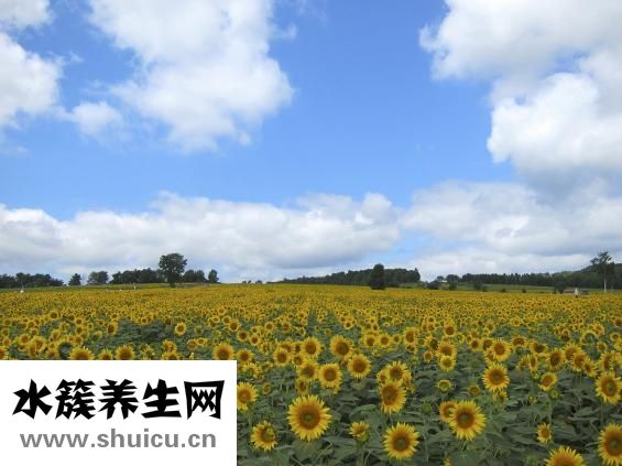 幼儿菠菜挂面怎么做
