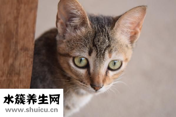 怎么辩别猫的好坏