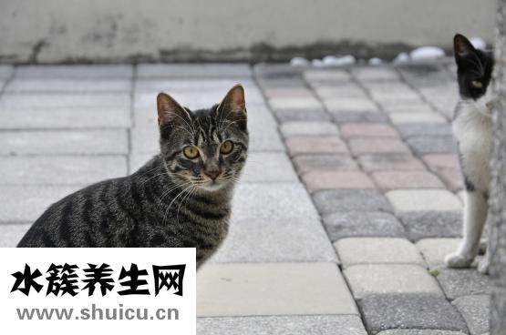 眼神呆滞怎么回事