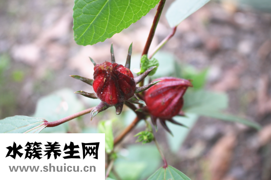 珠光粉怎么泡脚