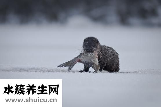 水獭皮衣裂缝怎么办