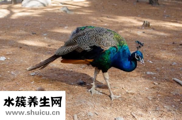 怎么干点副业