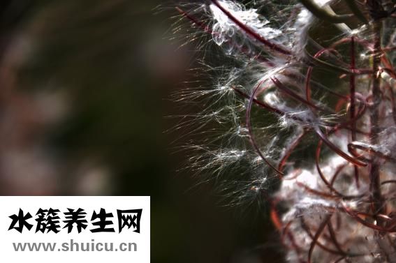 地瓜很小怎么办