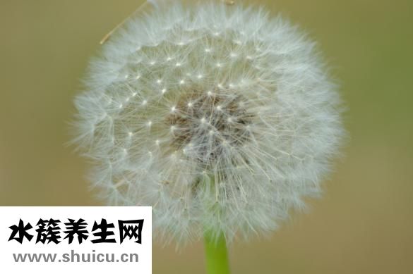 标婷湿粉怎么用