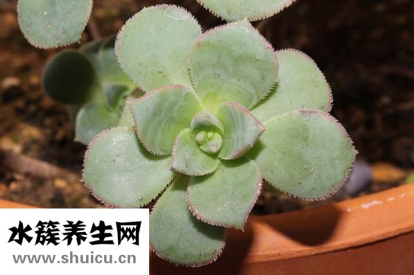 拟鳄龟怎么长得快