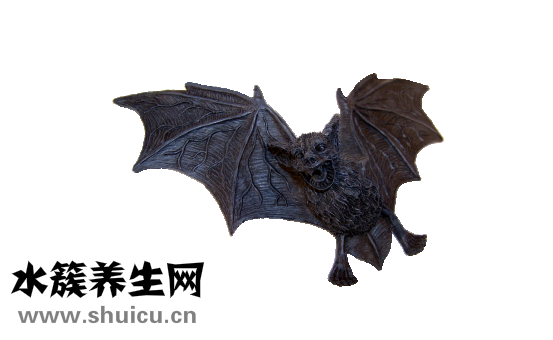 遇到蝙蝠怎么办