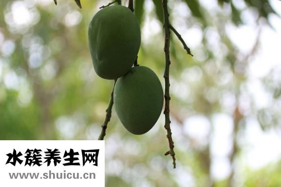 怎么辨别洛莎尔真假