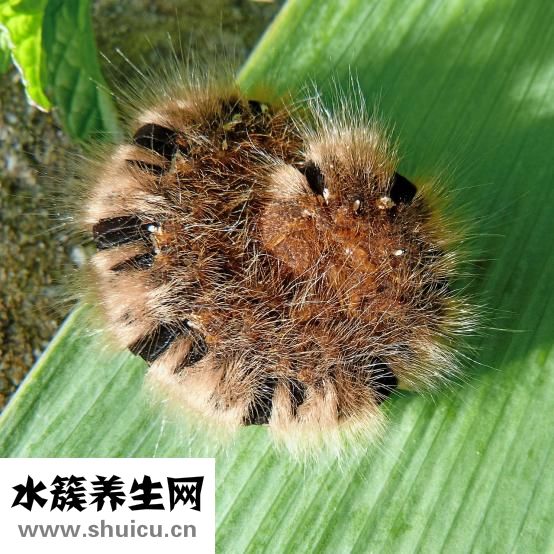 脑虫包怎么能治好