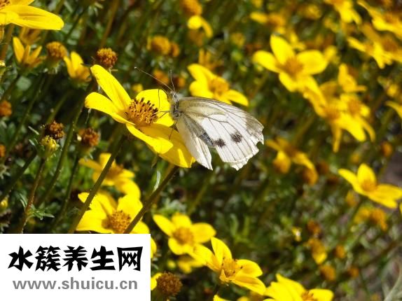 肥鱼怎么做汤